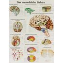 3B Scientific Das menschliche Gehirn