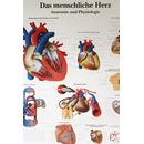 3B Scientific Das menschliche Herz-Anatomie