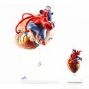 3B Scientific Herz mit Bypass, 2-fache Grösse, 4-teilig